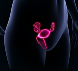 צילום רחם לבירור פוריות-תמונה